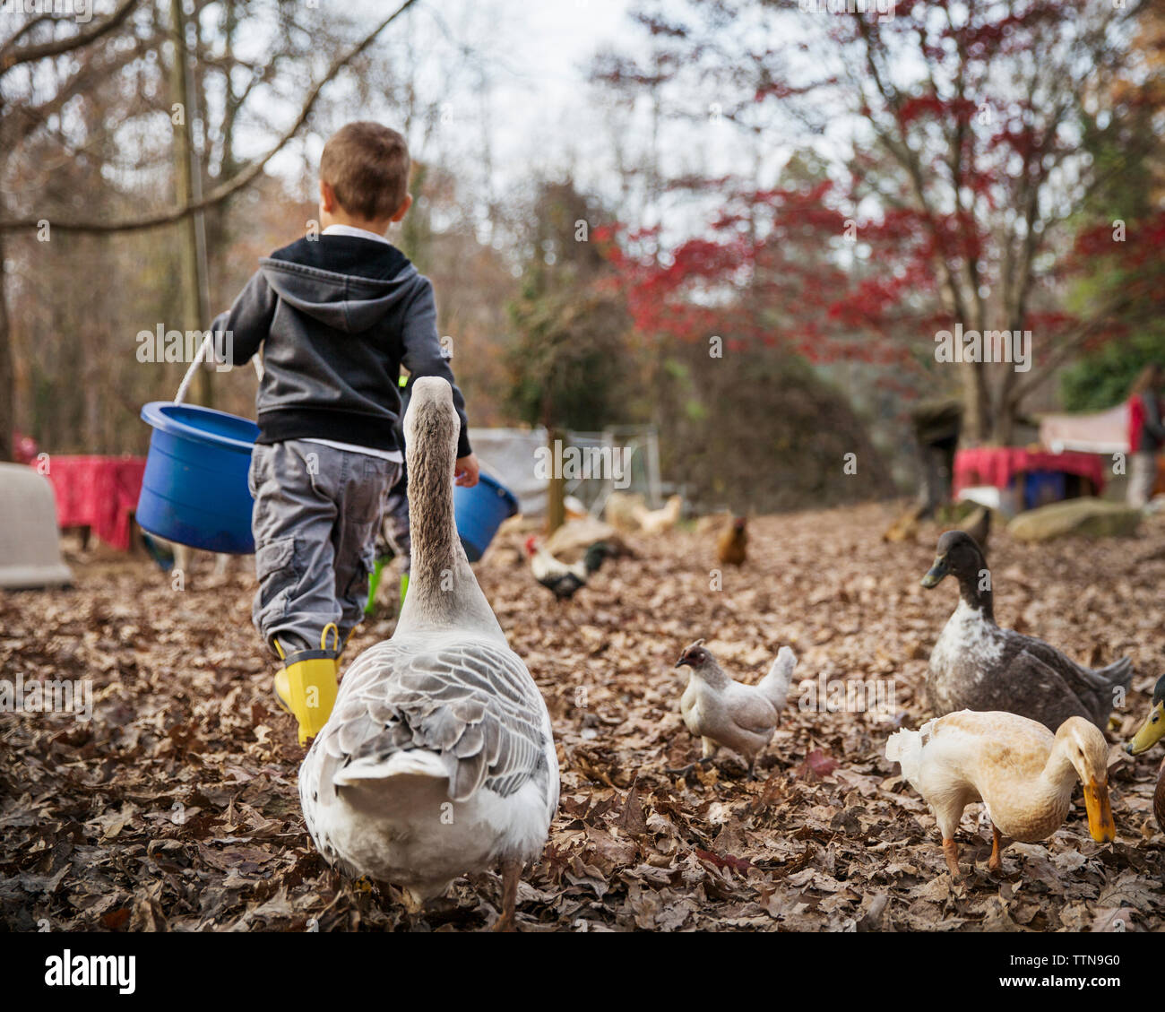 Boy feeding ducks Stock Photo