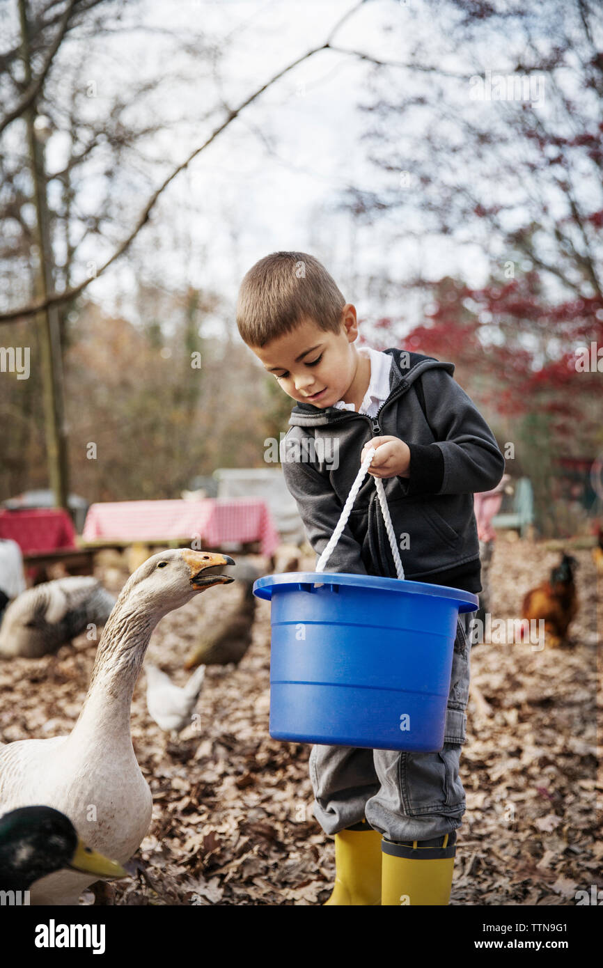 Boy feeding ducks Stock Photo