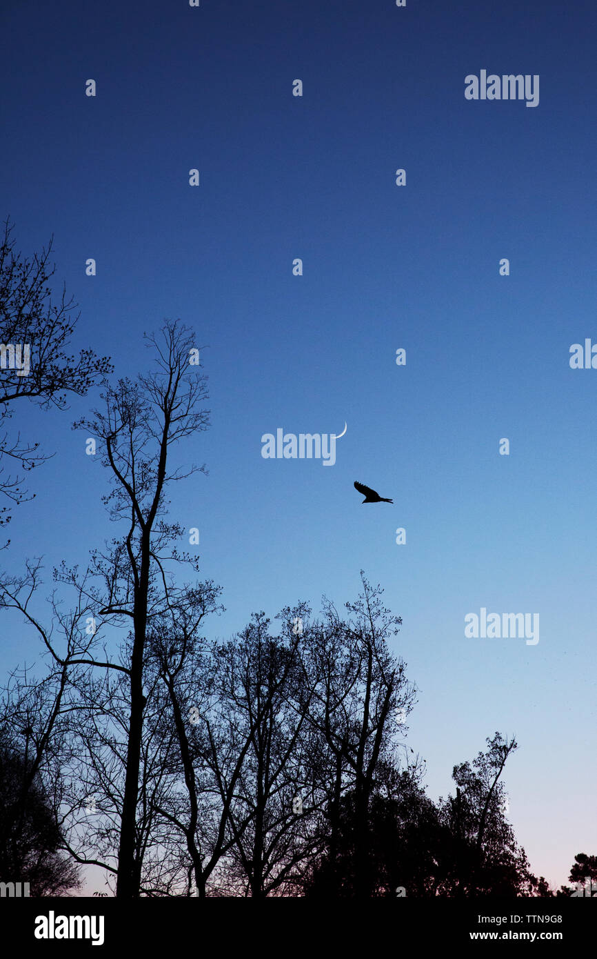 Silhouette of bird flying over trees Stock Photo