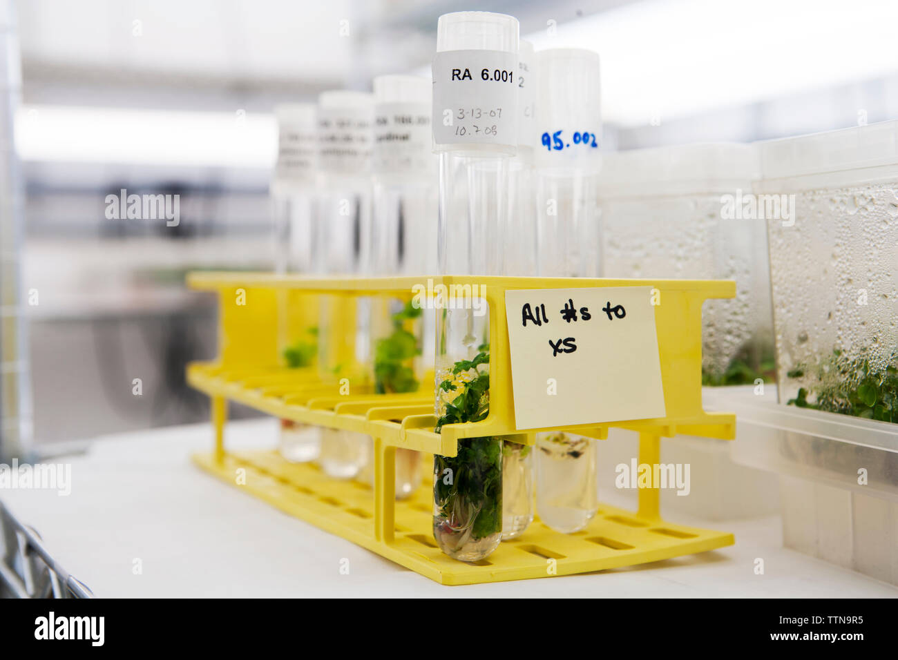 Scientific samples in test tubes Stock Photo Alamy