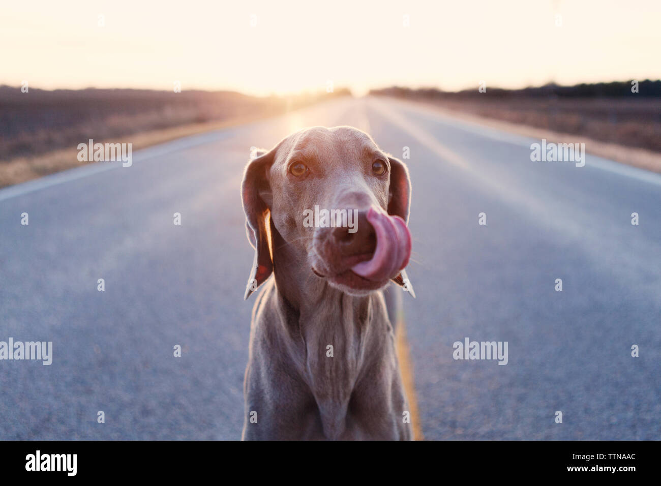 Portrait of Weimaraner licking nose while sitting on country road Stock Photo