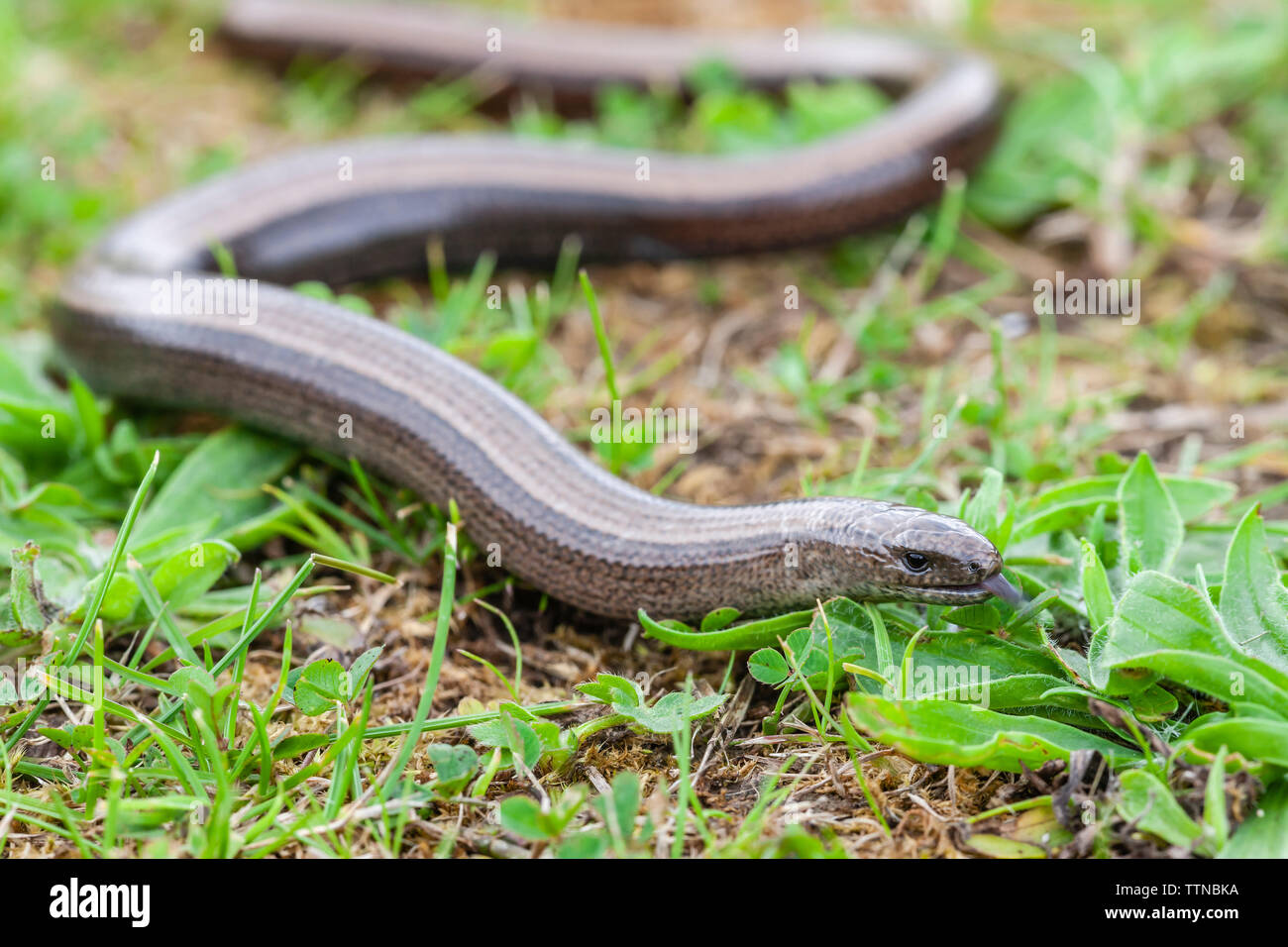 Slow-worm or Slowworm, Co. Clare, Ireland. The slowworm is not native to Ireland but is thought to have been introduced from Britain in the 1970's. Stock Photo