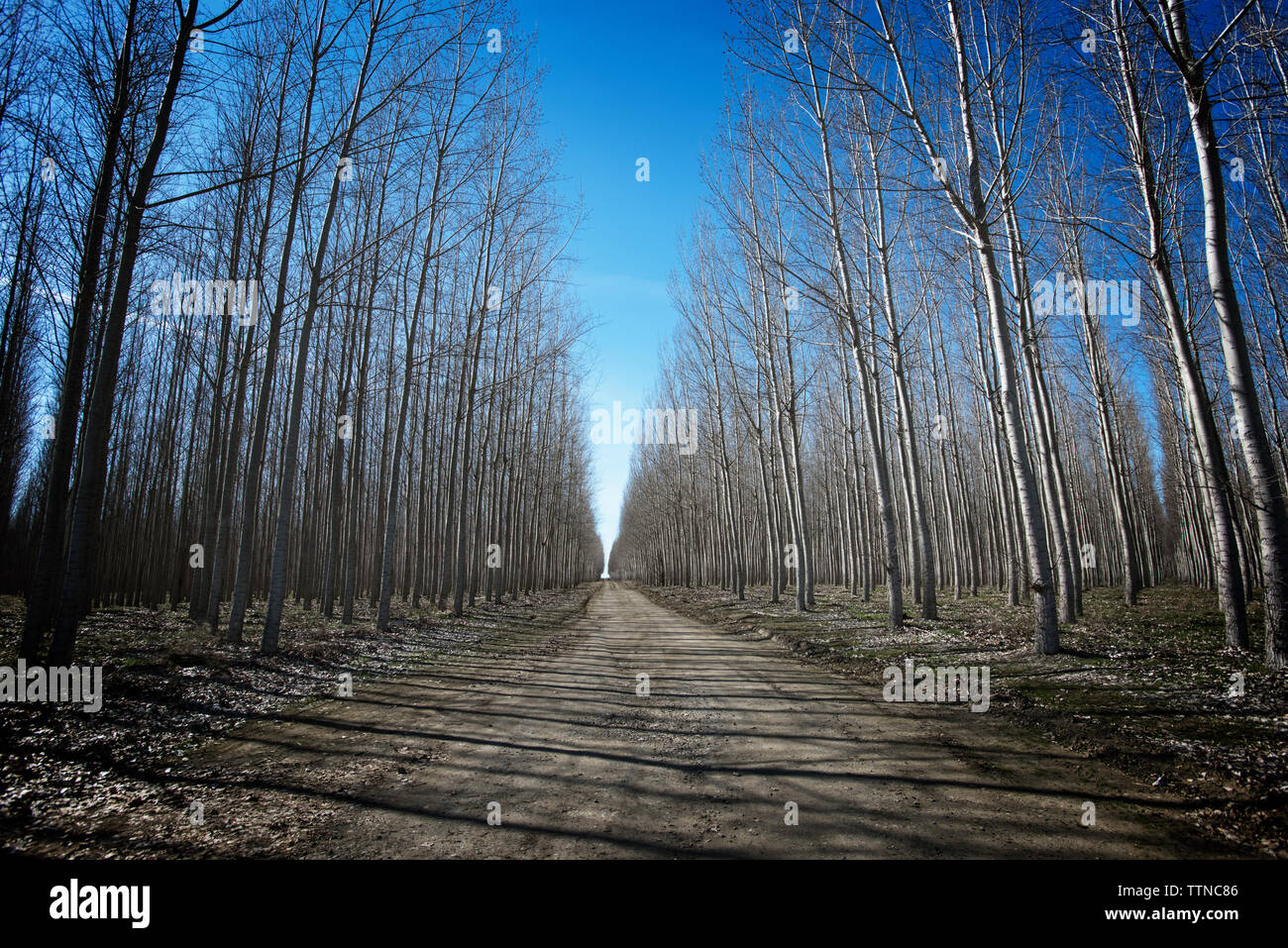 Dirt road amidst bare trees in forest Stock Photo - Alamy