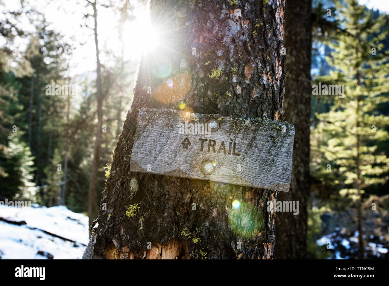 Information sign in forest arrow sign hi-res stock photography and ...