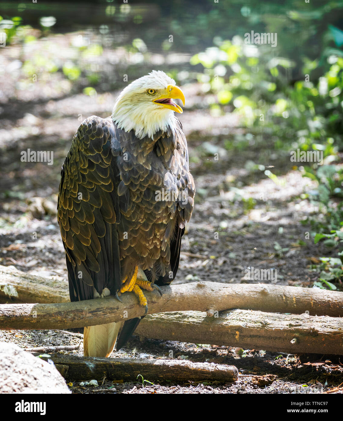 North American Bald Eagle Stock Photo - Alamy