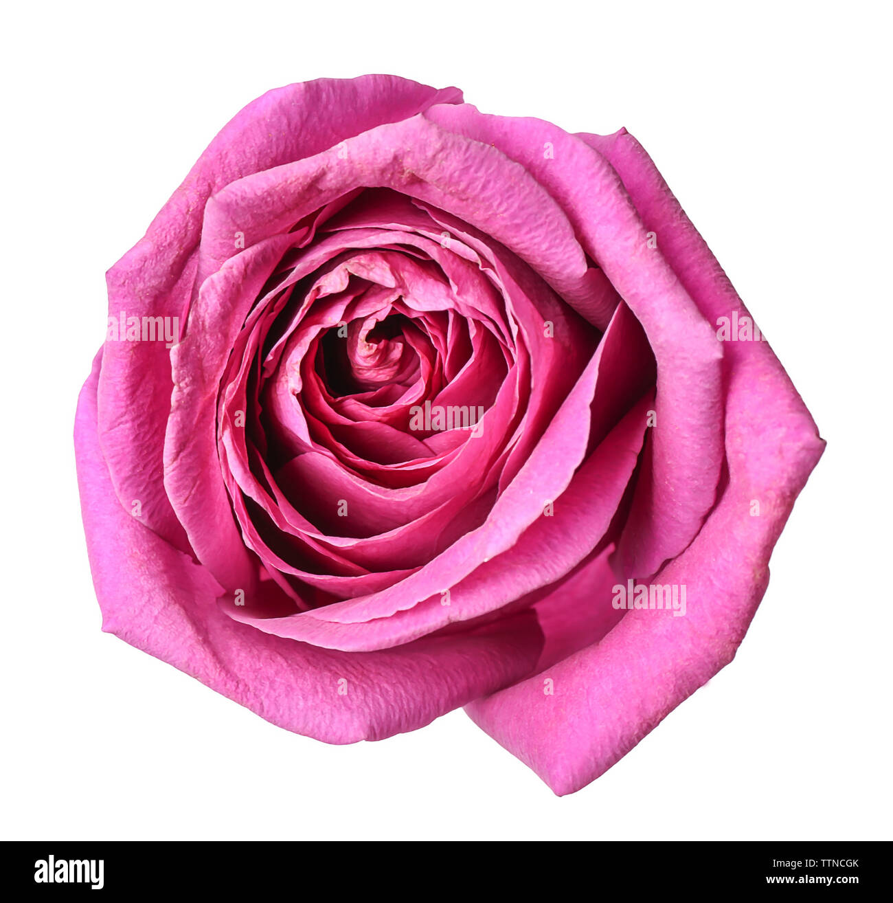 Beautiful pink rose isolated on white Stock Photo - Alamy