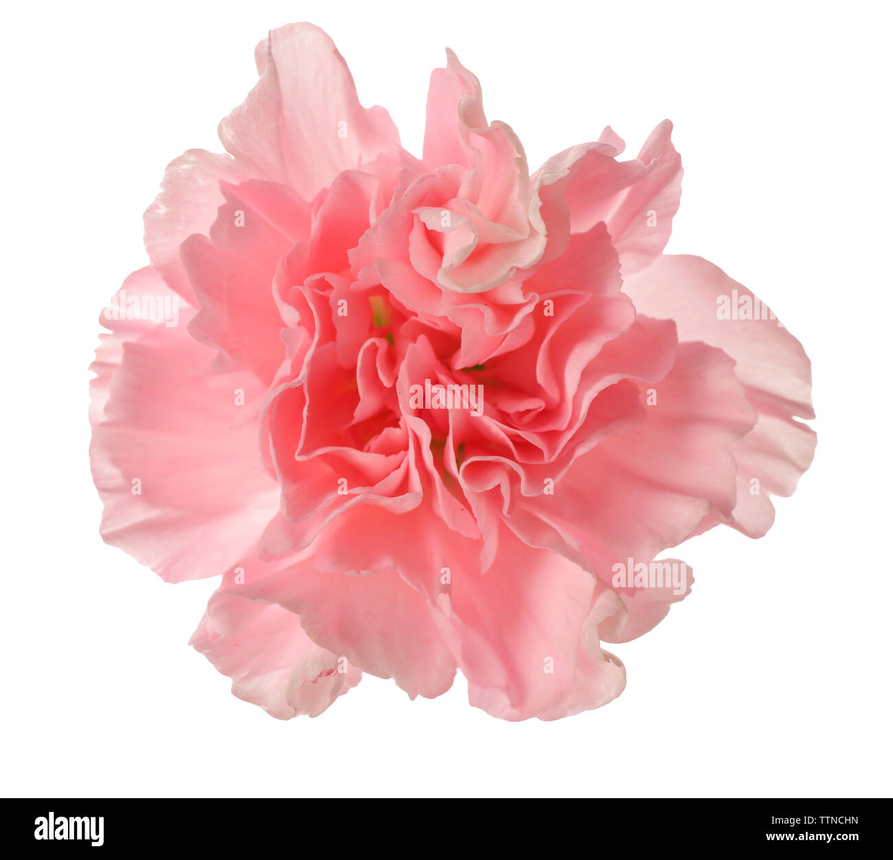 Beautiful pink carnation flower isolated on white Stock Photo - Alamy