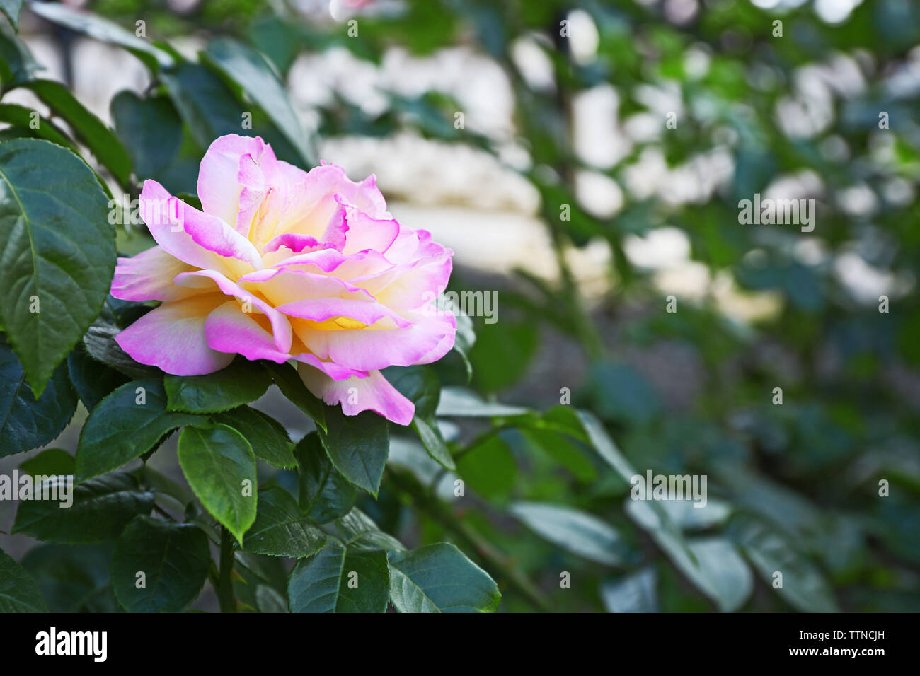 Pink tea roses in a garden Stock Photo - Alamy