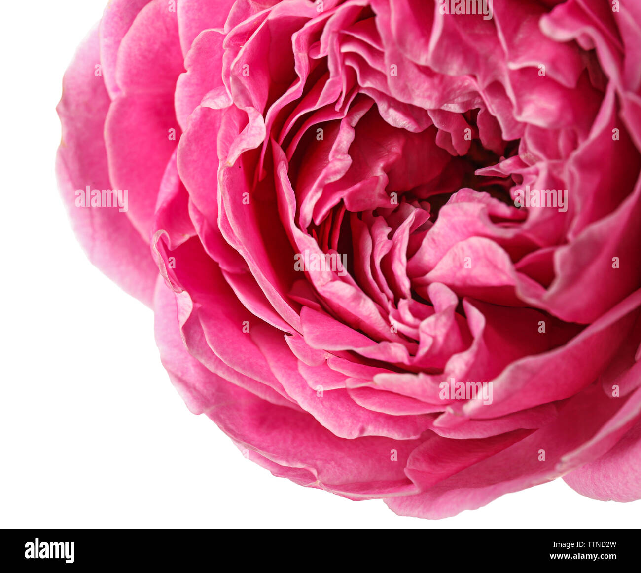 Beautiful pink rose isolated on white Stock Photo - Alamy