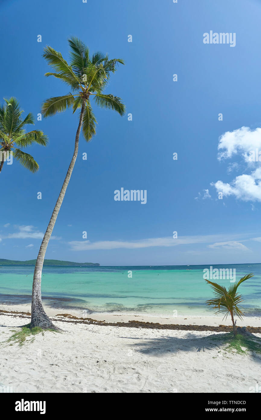 Coconut Palm Tree on tropical Caribbean beach Stock Photo