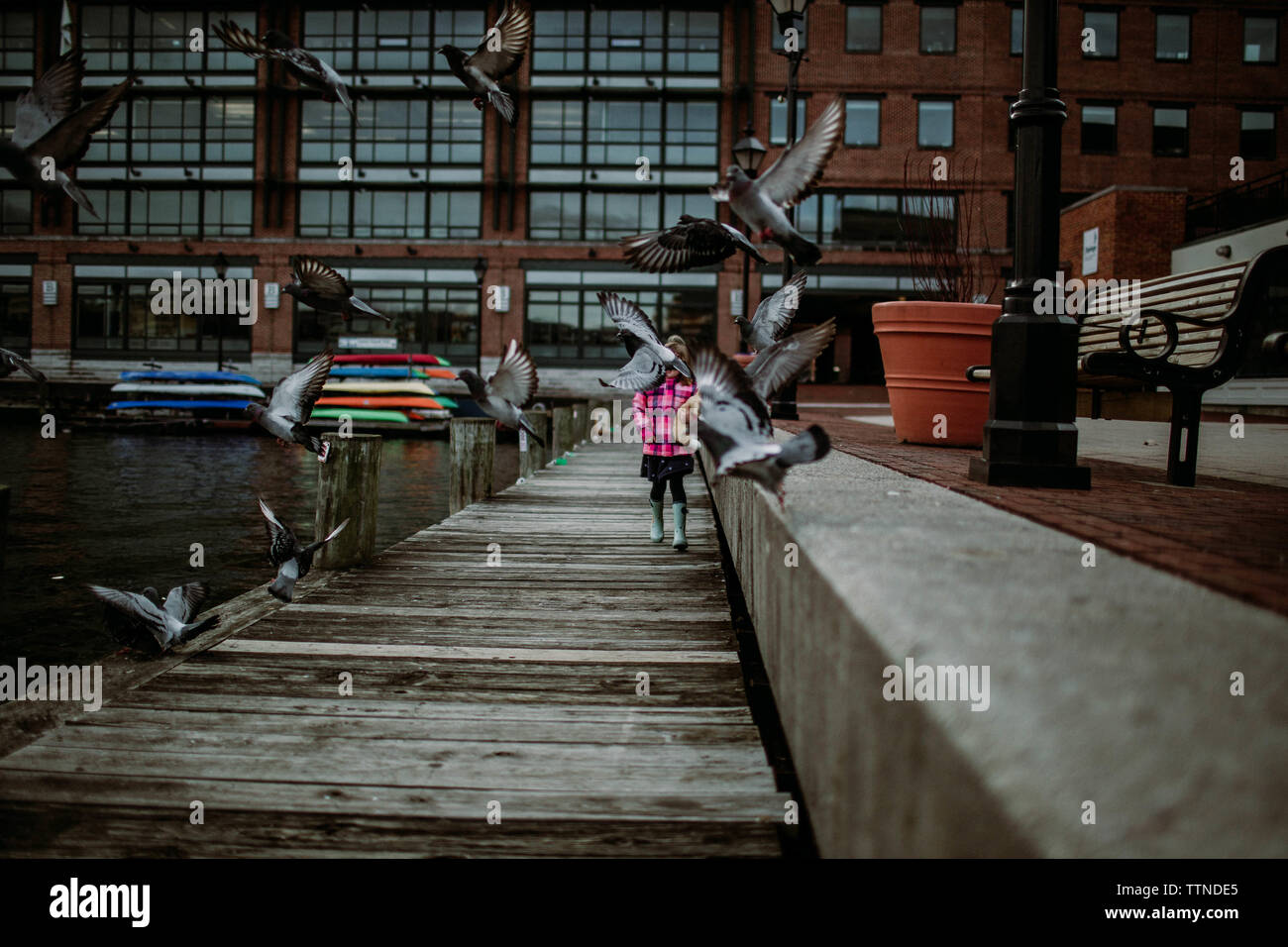 Little girl walking on dock while pigeons fly across her path Stock Photo