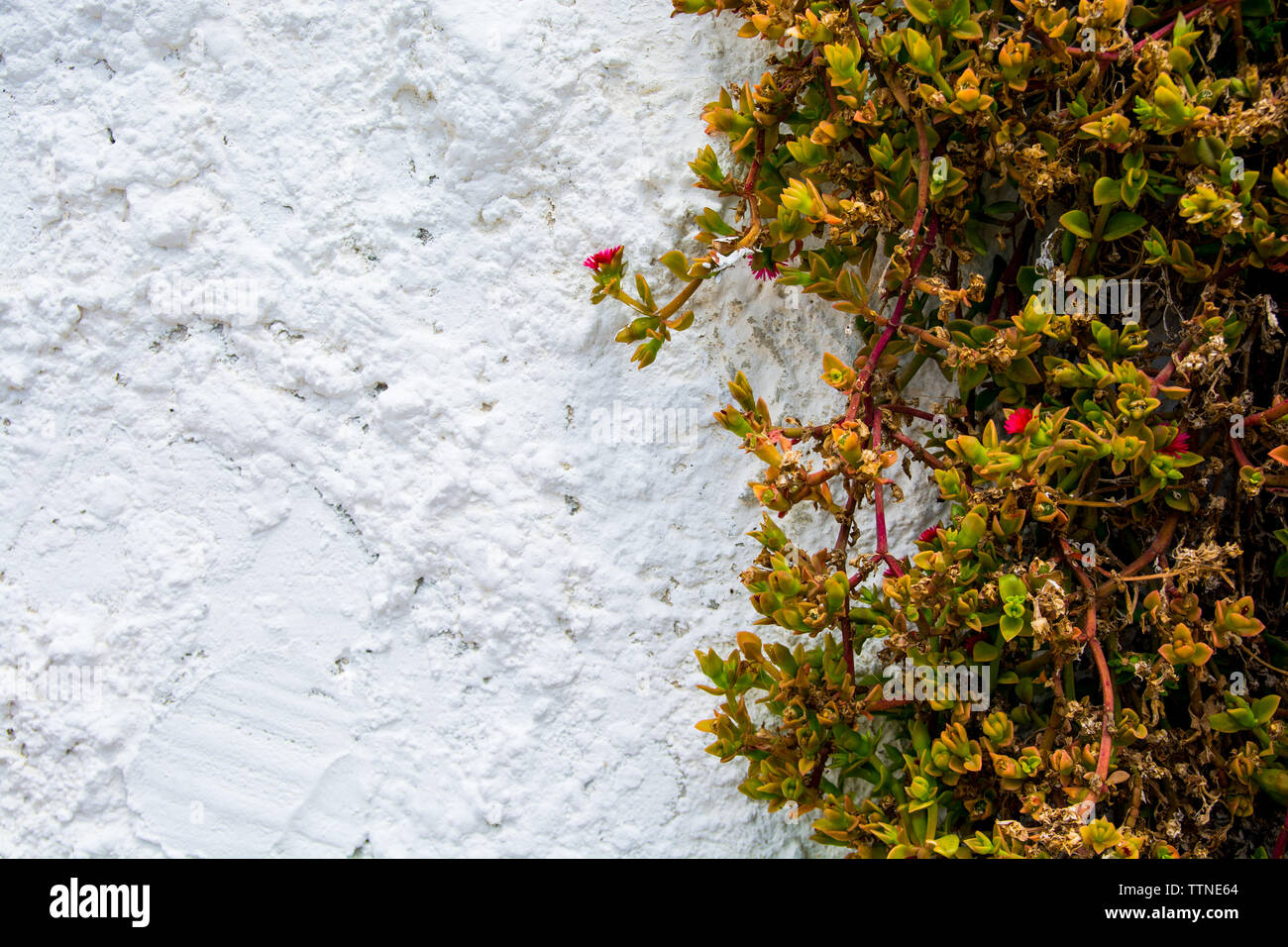 Climbing plant on a rough white wall. Stock Photo