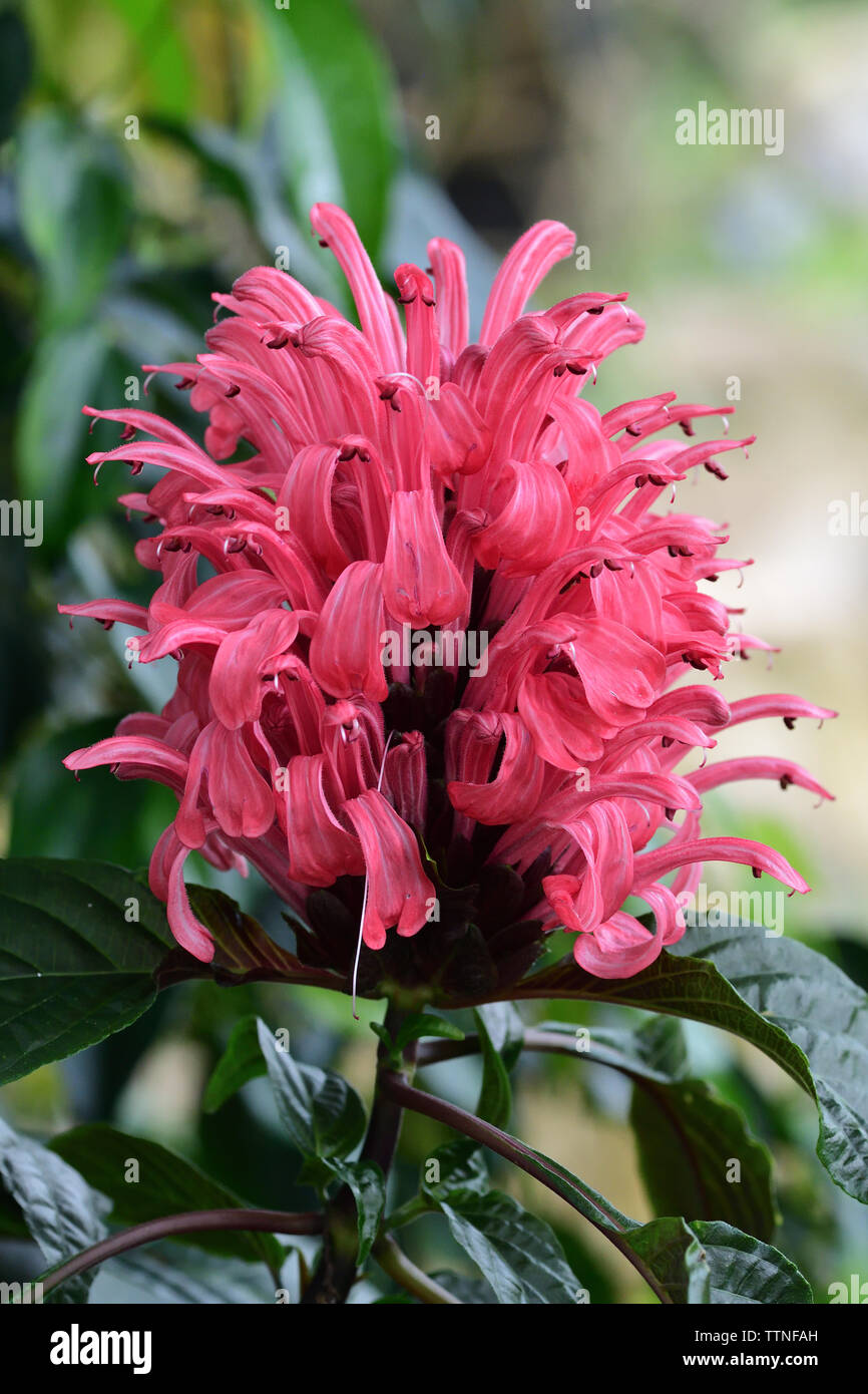 Close up of a Brazilian plume flower (justicia carnea) in bloom Stock Photo