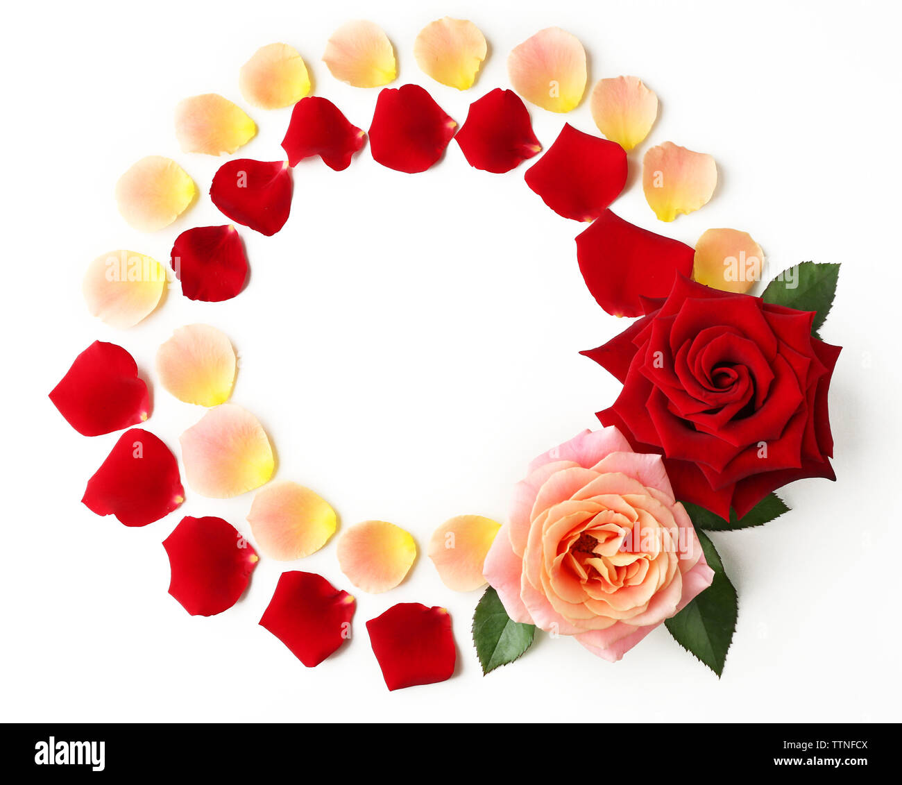 Rose petals on white background Stock Photo
