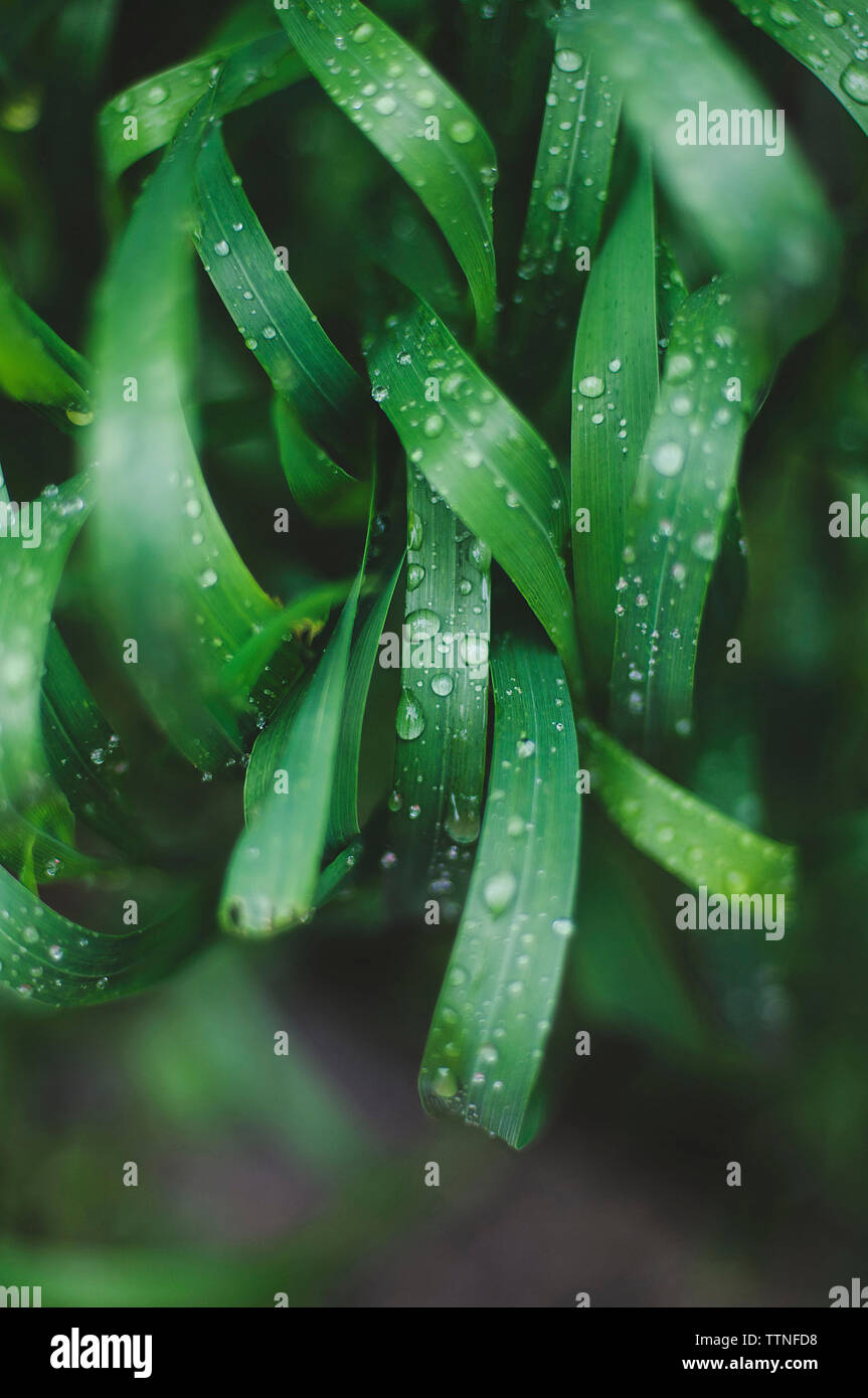 Water plants green grass hi-res stock photography and images - Alamy