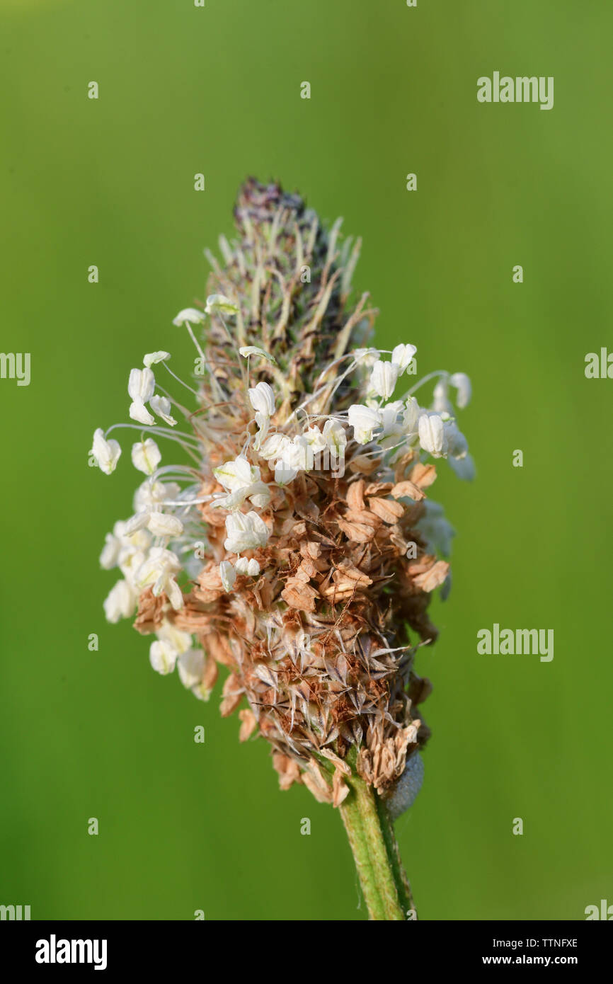 Macro shot of English plantain (plantago lanceolata) with a green background Stock Photo