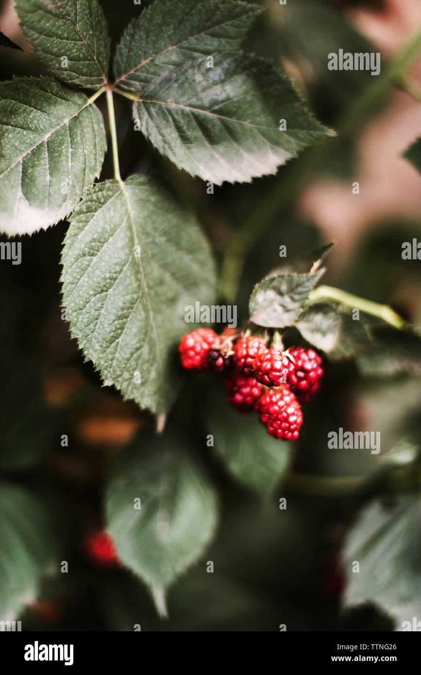 Blackberry on the vine. Stock Photo