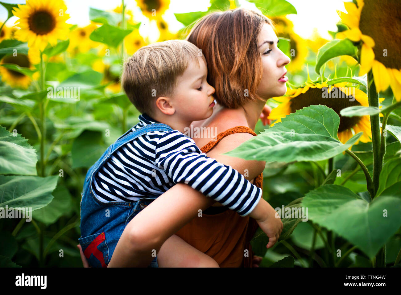 Woman standing in the sunflower field, holding her son on her back. Stock Photo