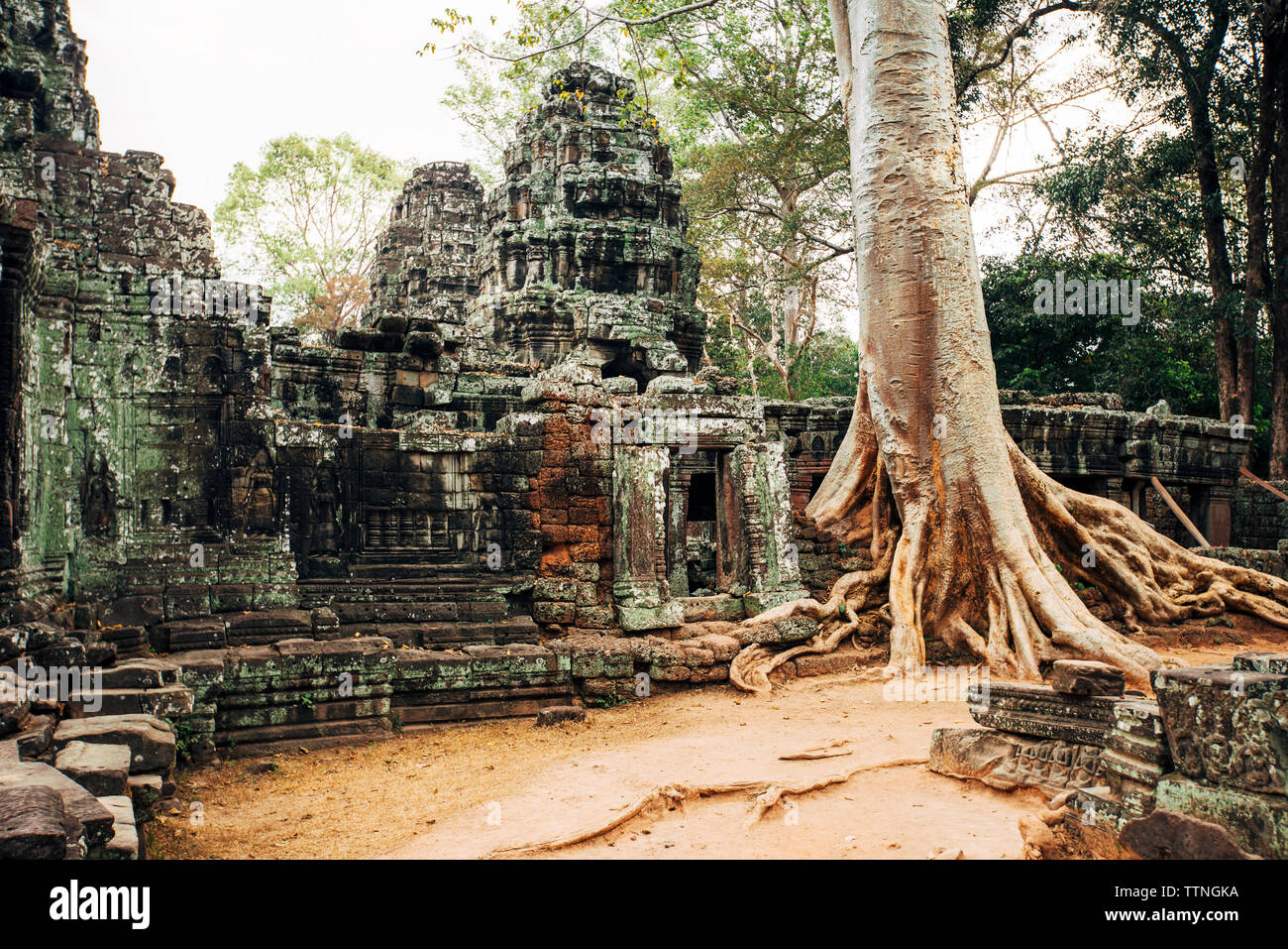 Tree growing at Angkor Wat temple Stock Photo