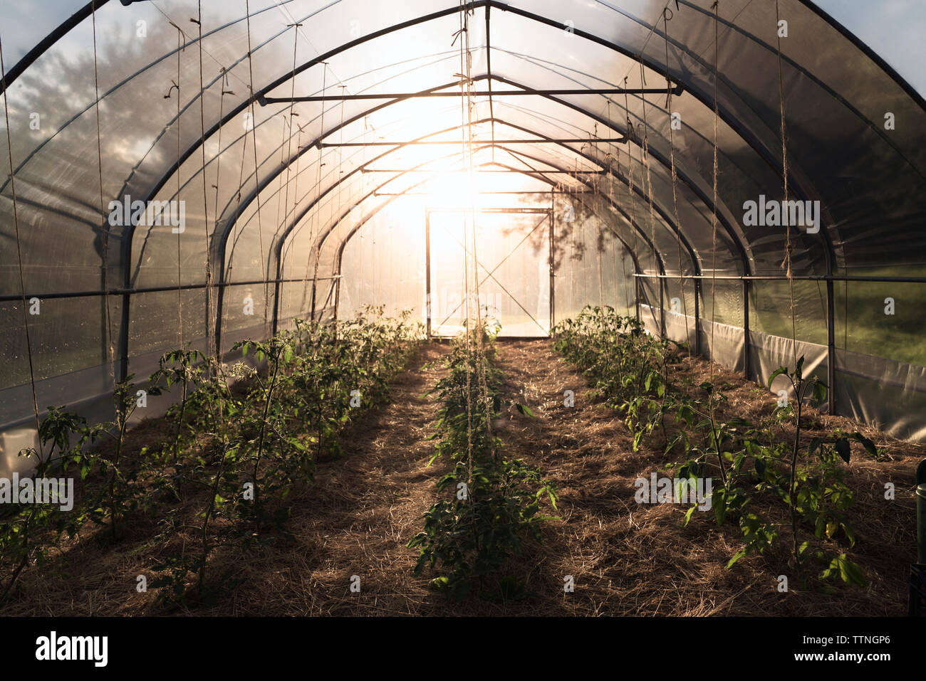 Plants growing in brightly lit greenhouse Stock Photo