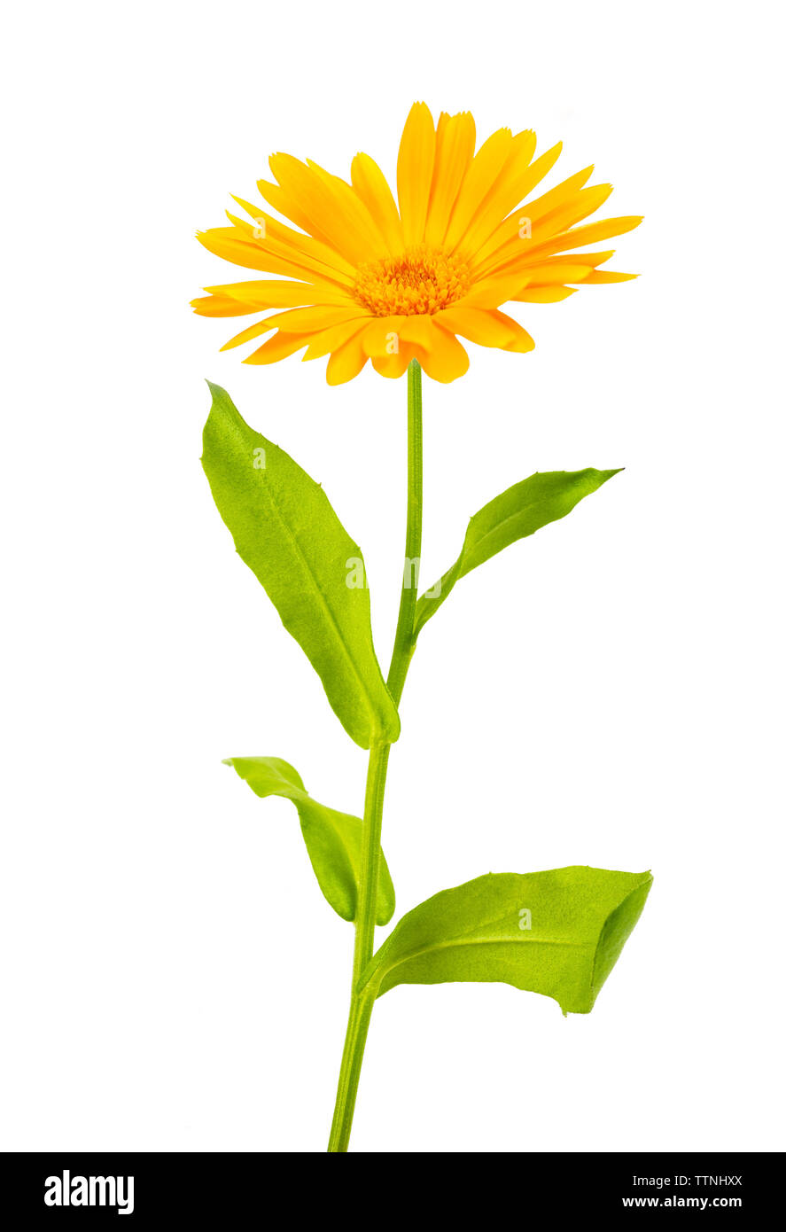 Marigold flower isolated on white Stock Photo
