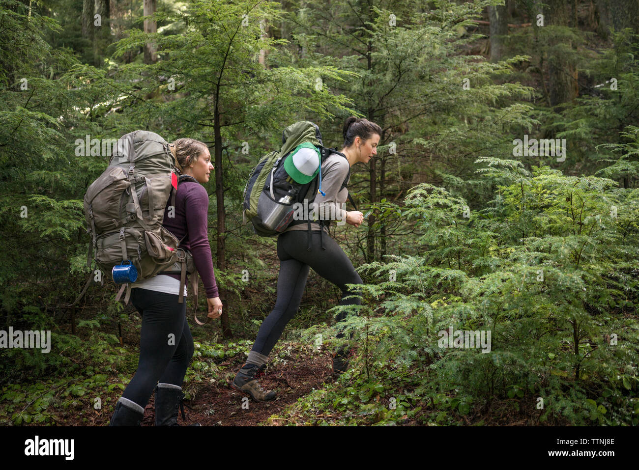 Low angle view of women hiking amidst trees in forest Stock Photo