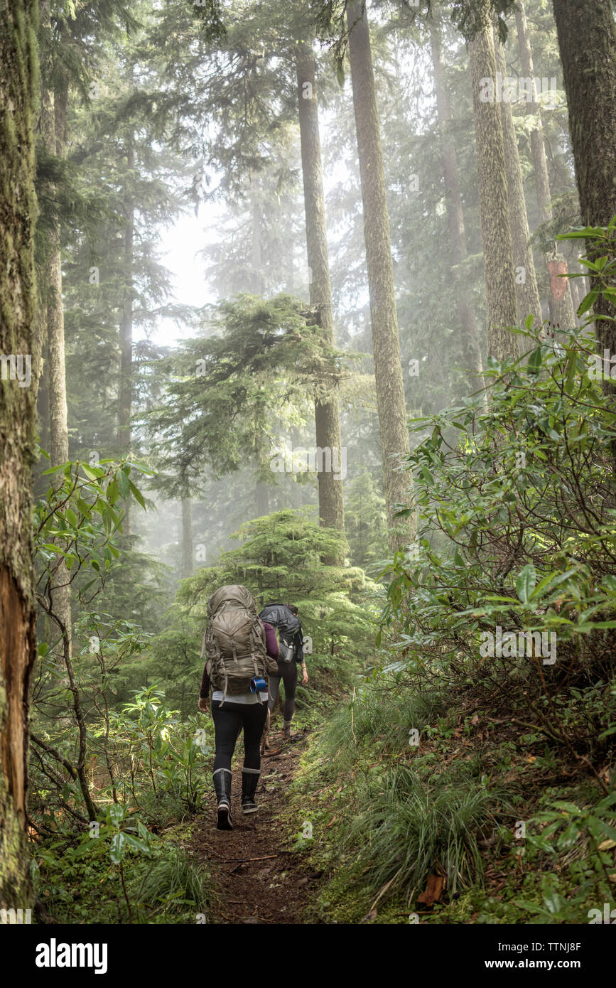 Rear view of women hiking amidst trees in forest Stock Photo