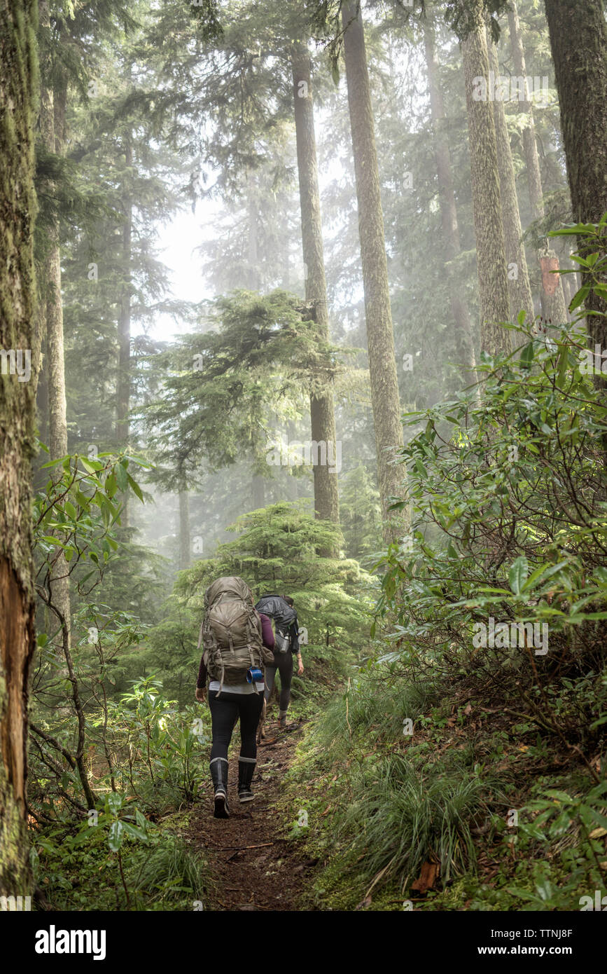 Rear view of women hiking amidst trees in forest Stock Photo - Alamy