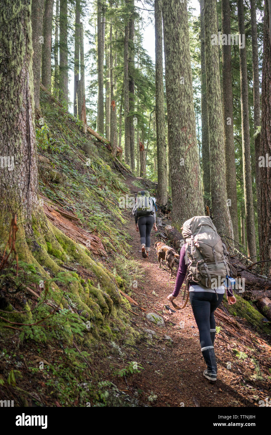 Rear view of women hiking with dog amidst trees on mountain Stock Photo