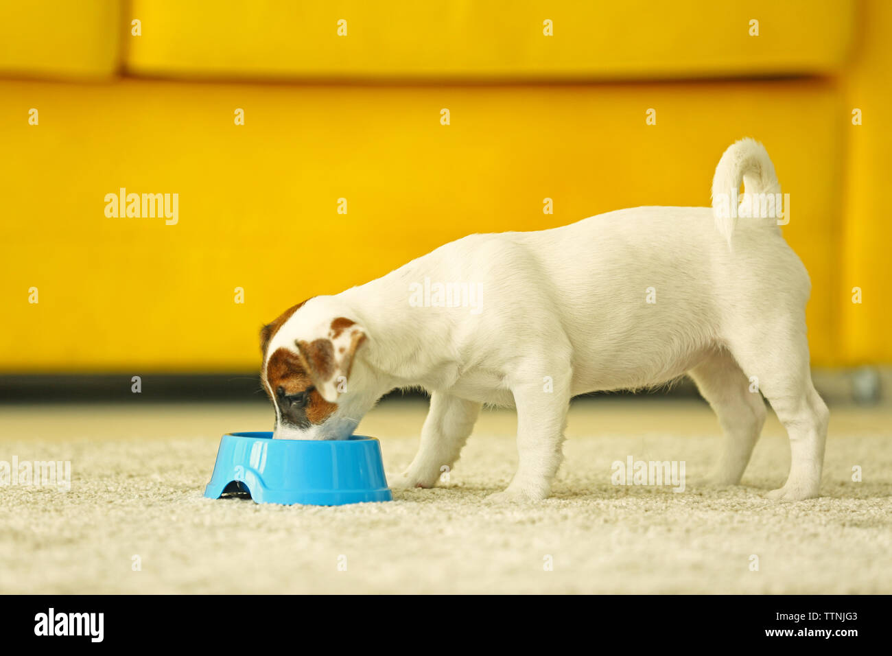 Jack Russell terrier eating food at home Stock Photo Alamy