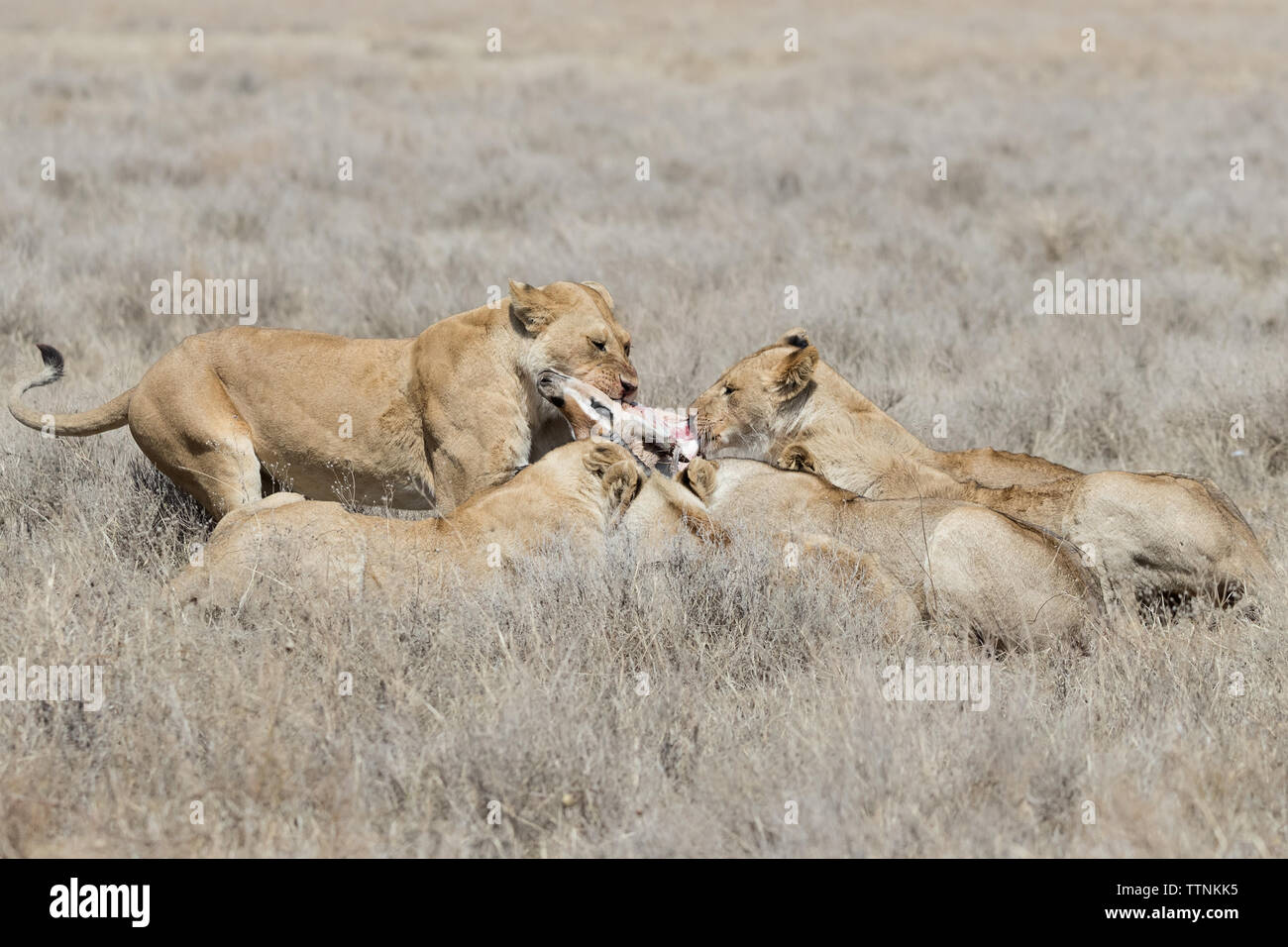Lions  (Panthera leo) fighting over remains of a kill, Ndutu, Tanzania Stock Photo