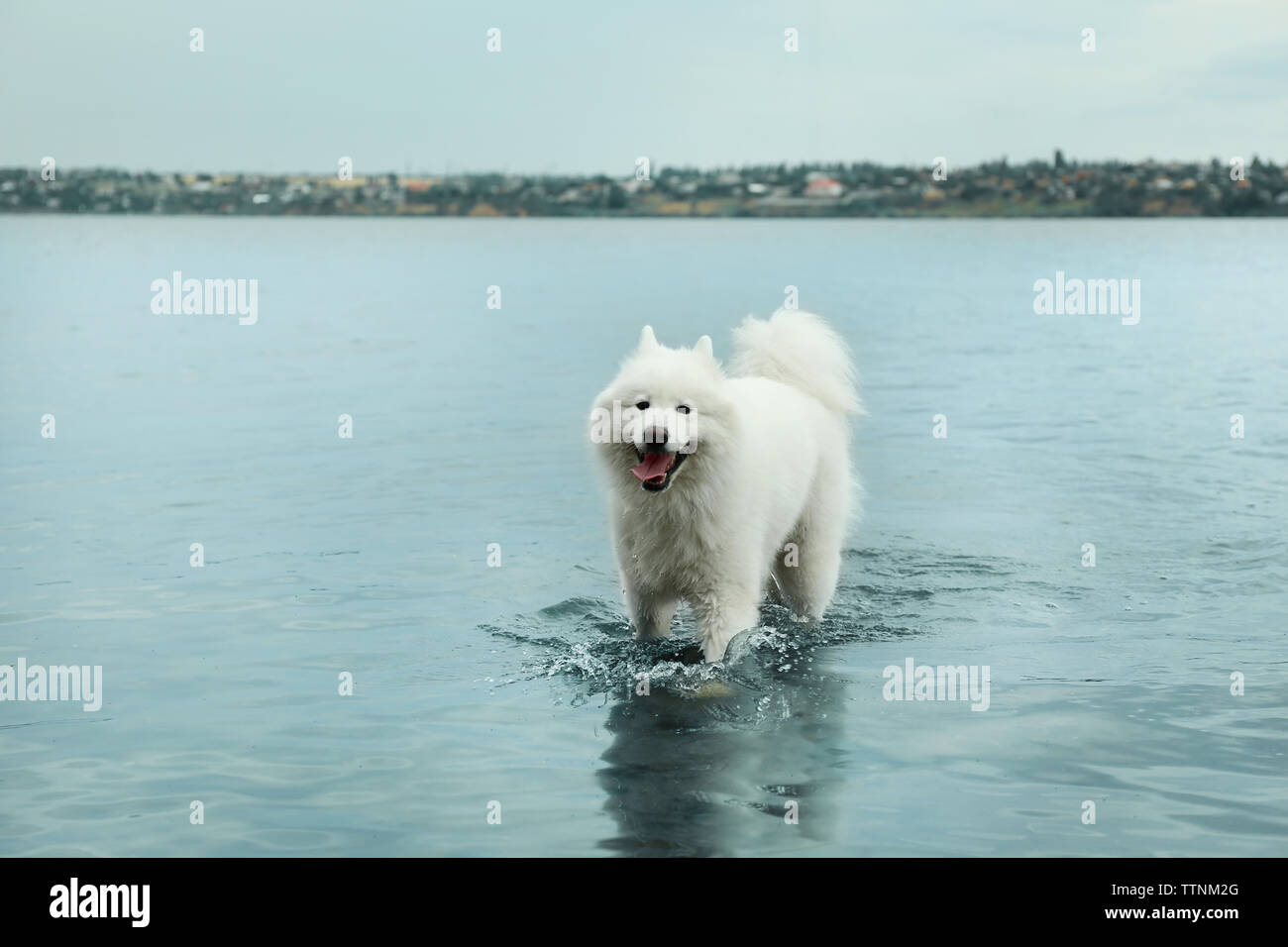 two rivers samoyeds