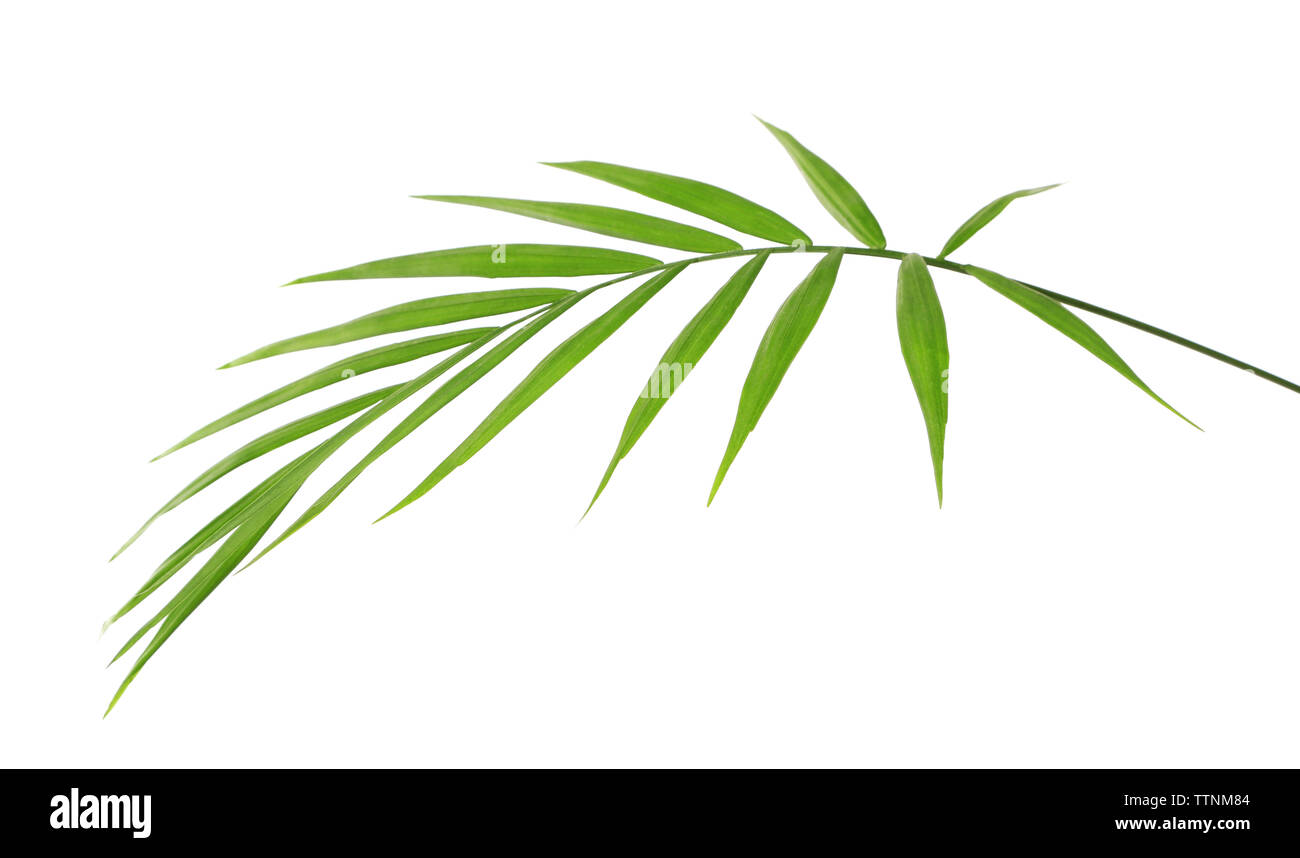Green leaf of palm tree on white background Stock Photo - Alamy