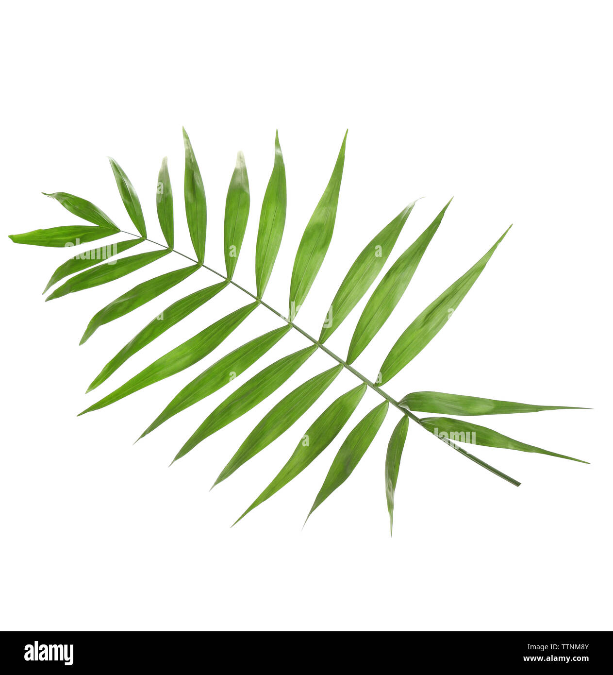 Green leaf of palm tree on white background Stock Photo - Alamy
