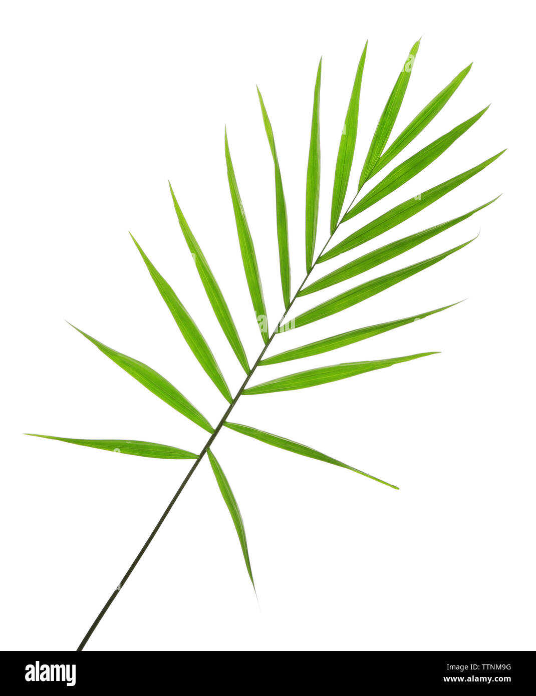 Green leaf of palm tree on white background Stock Photo - Alamy