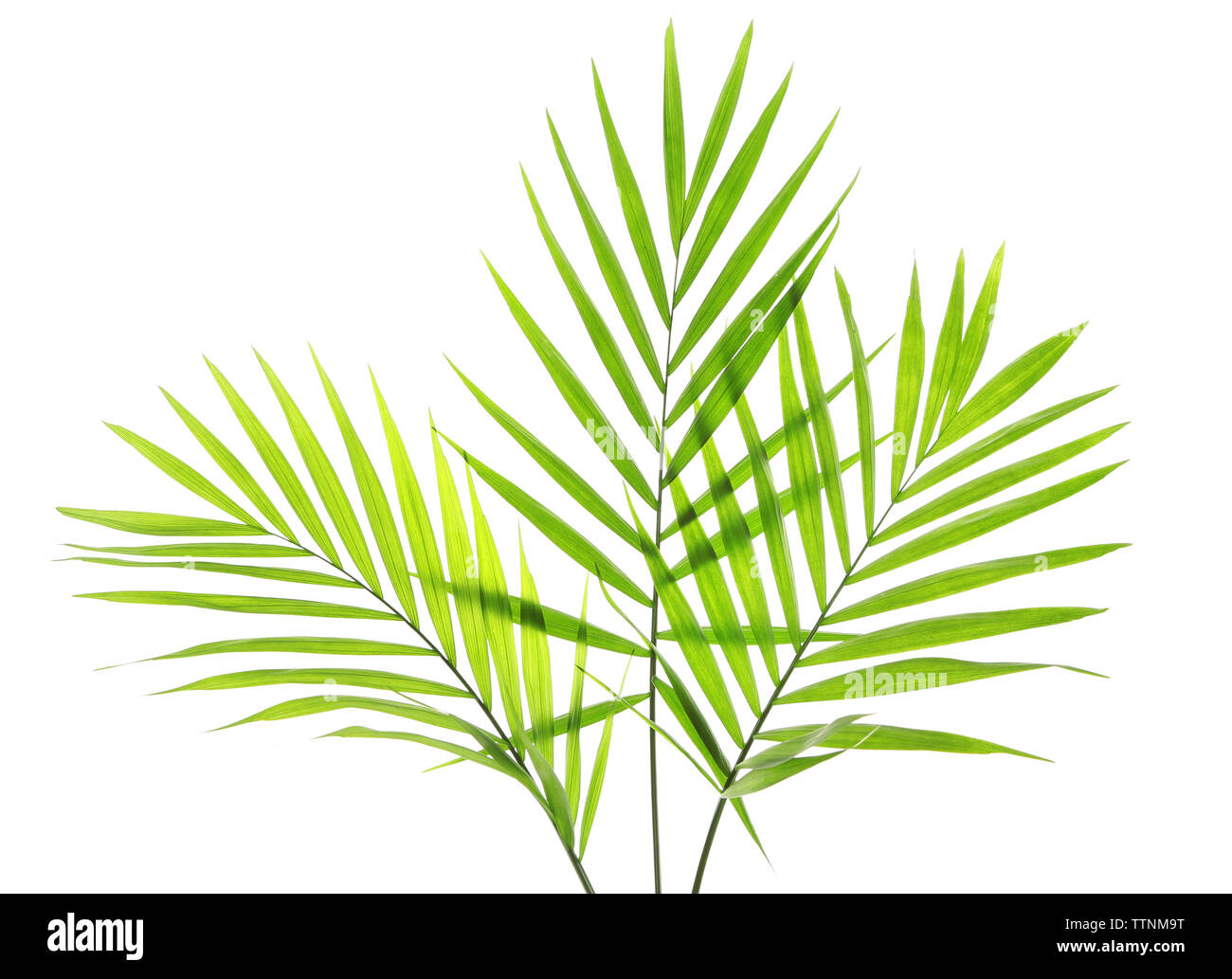 Green leaves of palm tree on white background Stock Photo - Alamy
