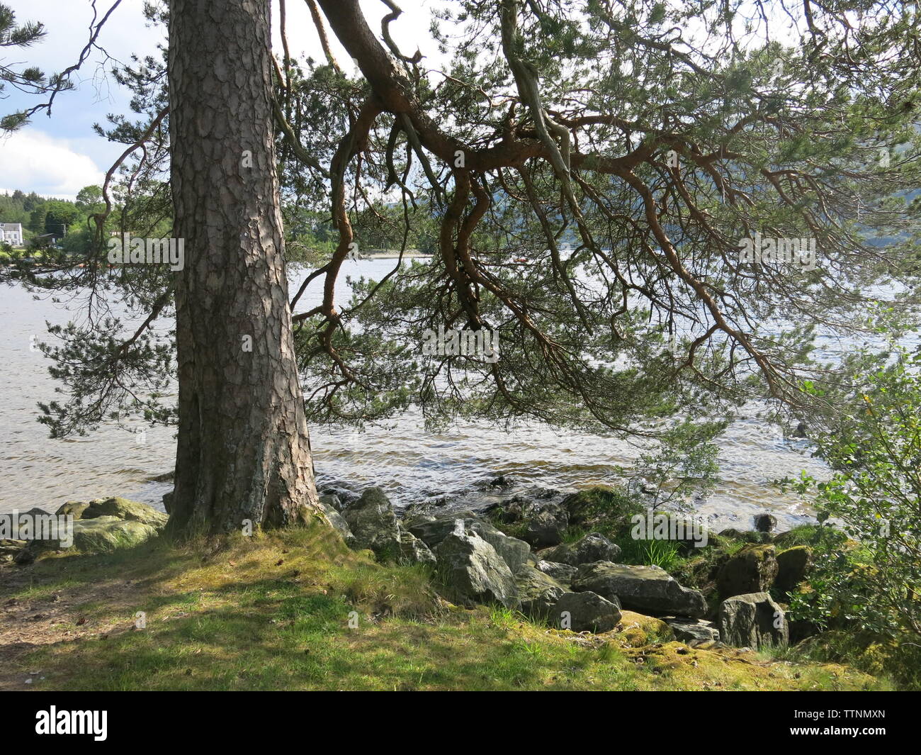 A giant tree with drooping branches overhangs the rocky shoreline on