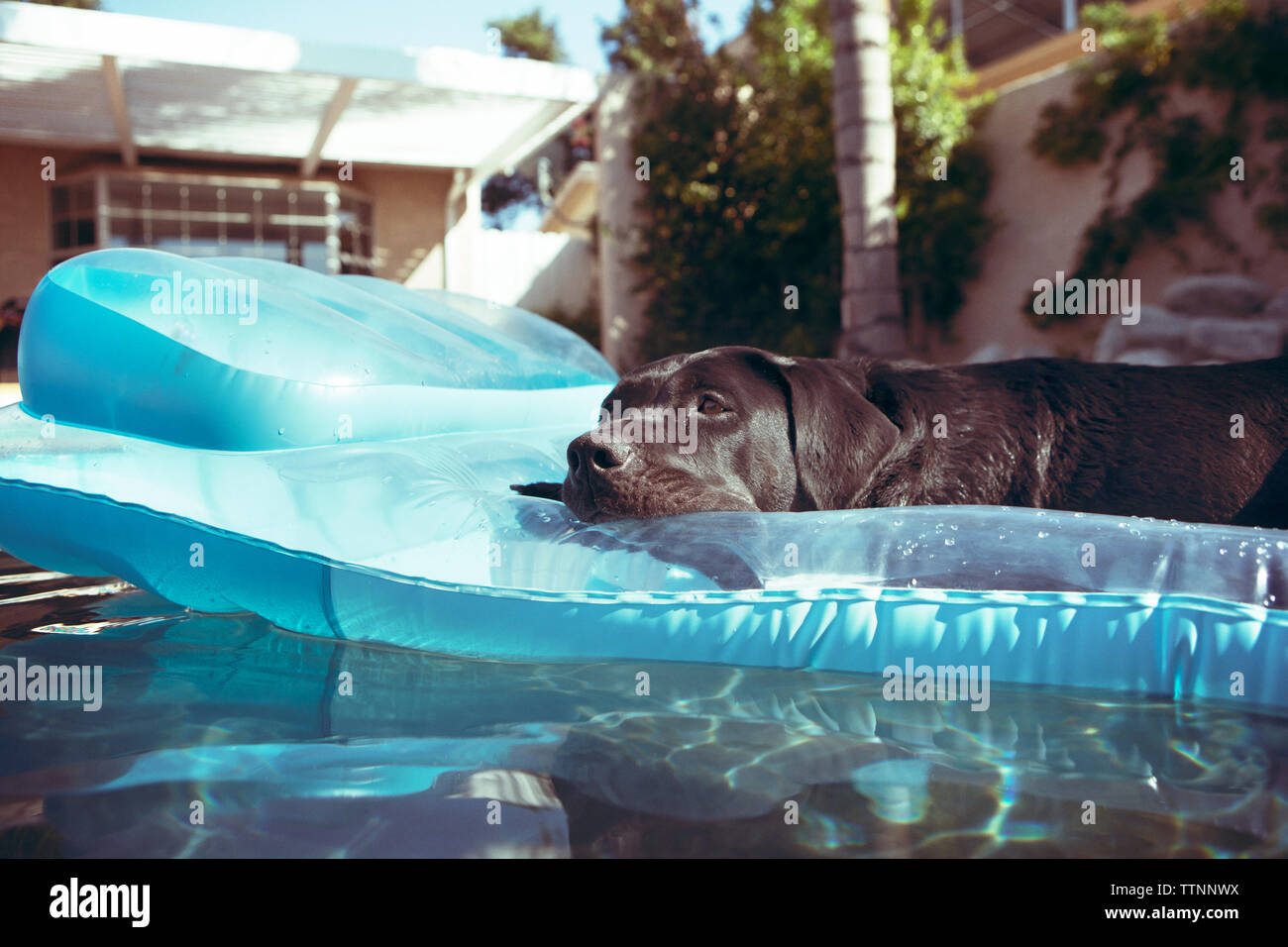 Chocolate Labrador relaxing on raft in swimming pool Stock Photo Alamy