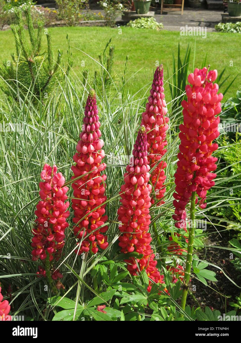 Tall red flowers hi-res stock photography and images - Alamy