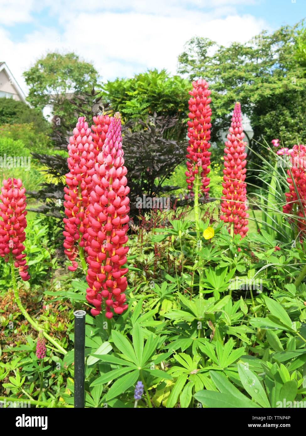 A variety of lupin called "Terracotta" has spires of tall red flowers