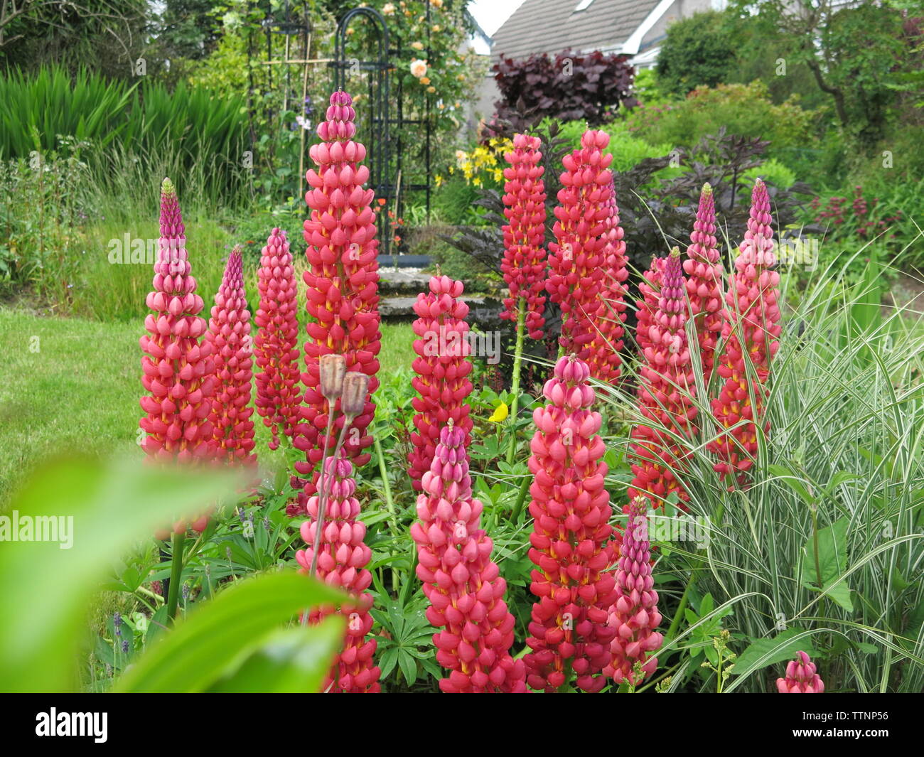 A variety of lupin called "Terracotta" has spires of tall red flowers