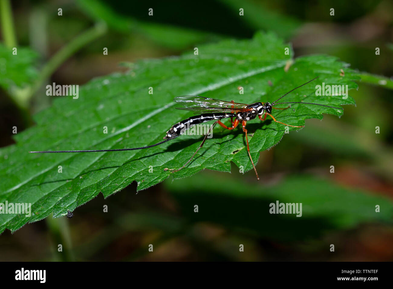 A Giant Ichneumon or Sabre Wasp (Rhyssa persuasoria) at Tophill Low Nature Reserve In East Yorkshire, UK Stock Photo