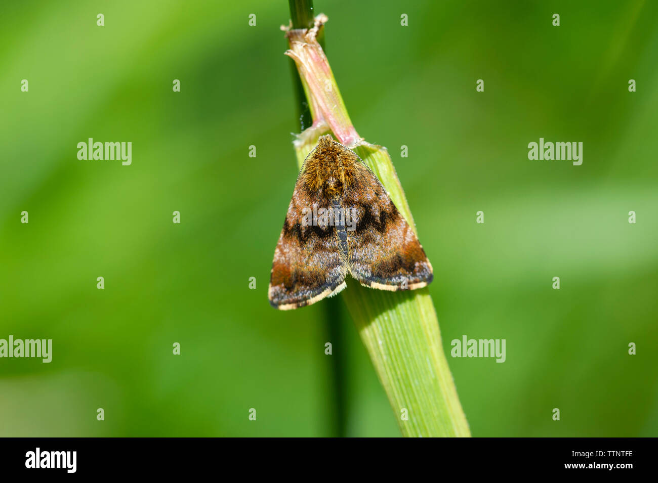A Small Yellow Underwing Moth(Panemeria tenebrata) in a grass area at Tophill Low Nature Reserve, East Yorkshire. Stock Photo