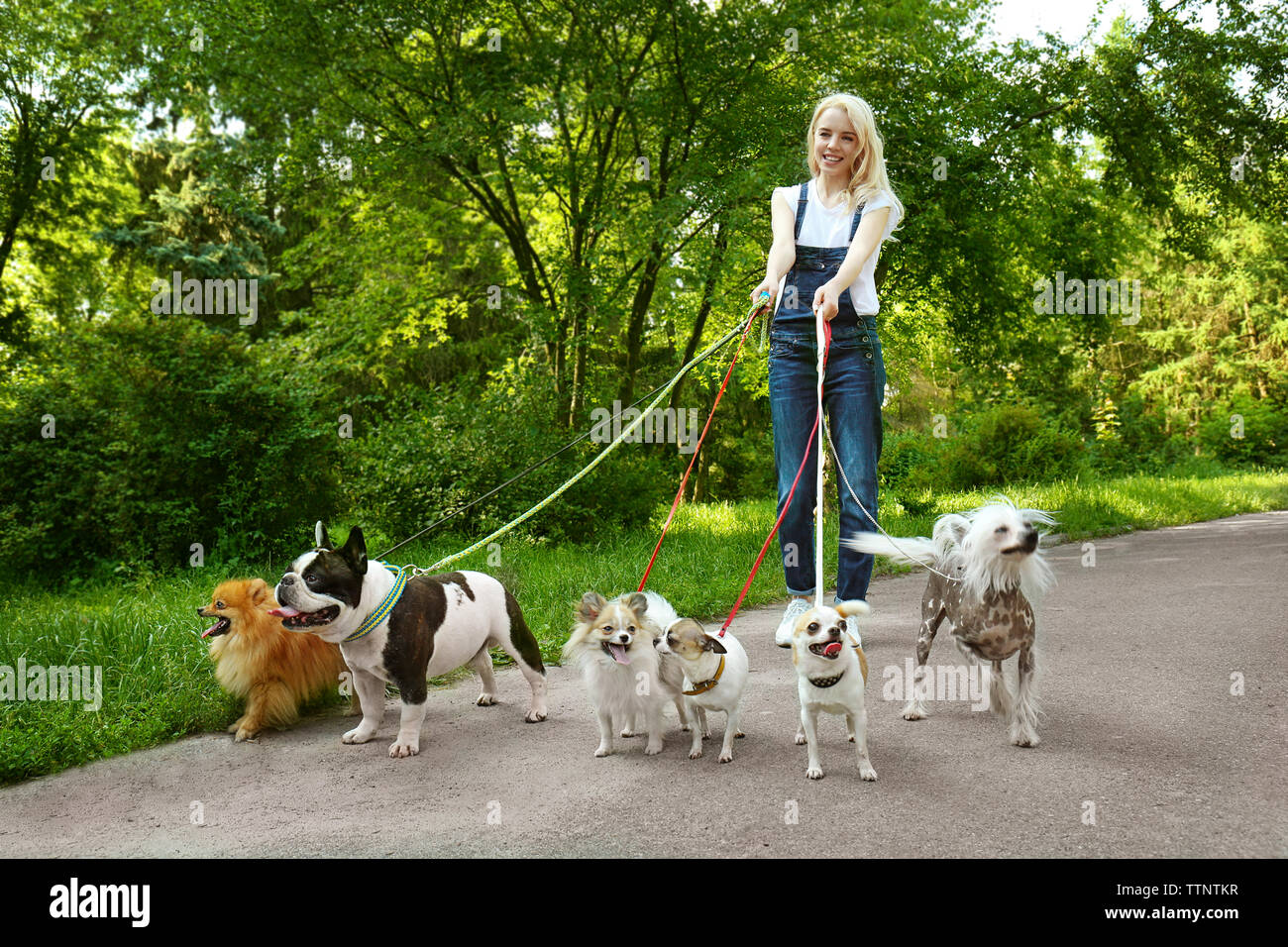 Woman walking dogs in park Stock Photo - Alamy