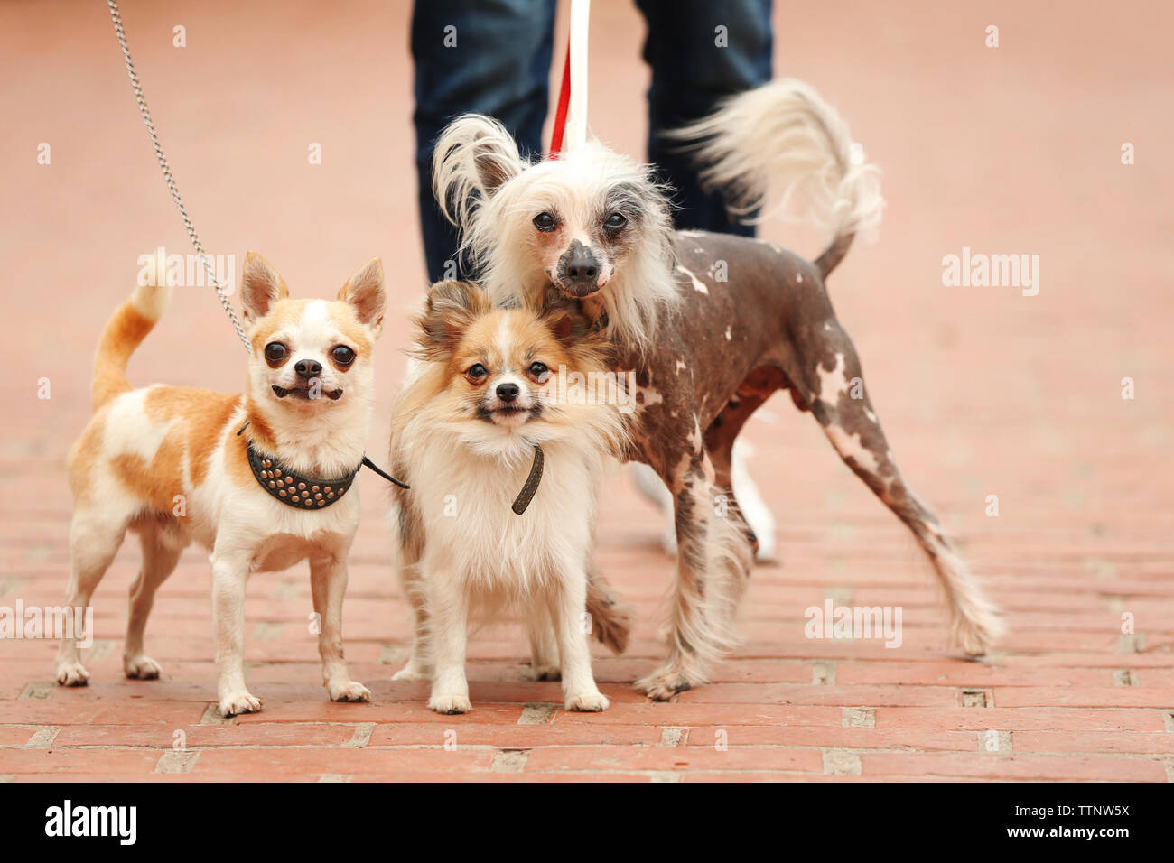 Chinese chihuahua best sale