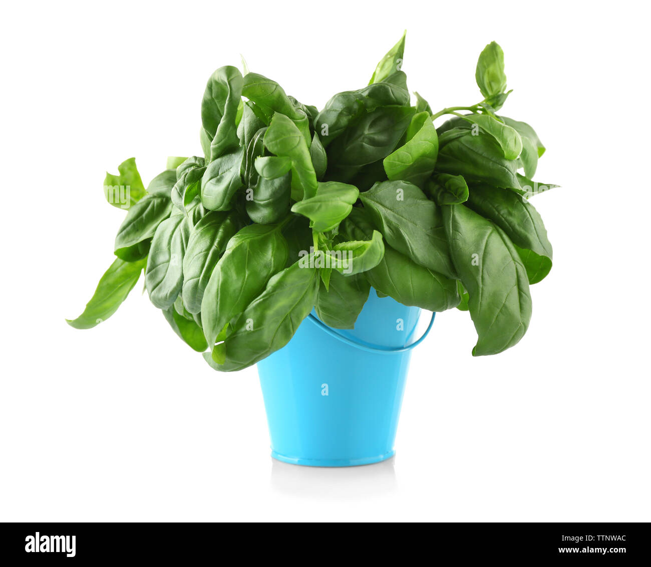 Fresh basil in bucket, isolated on white Stock Photo Alamy