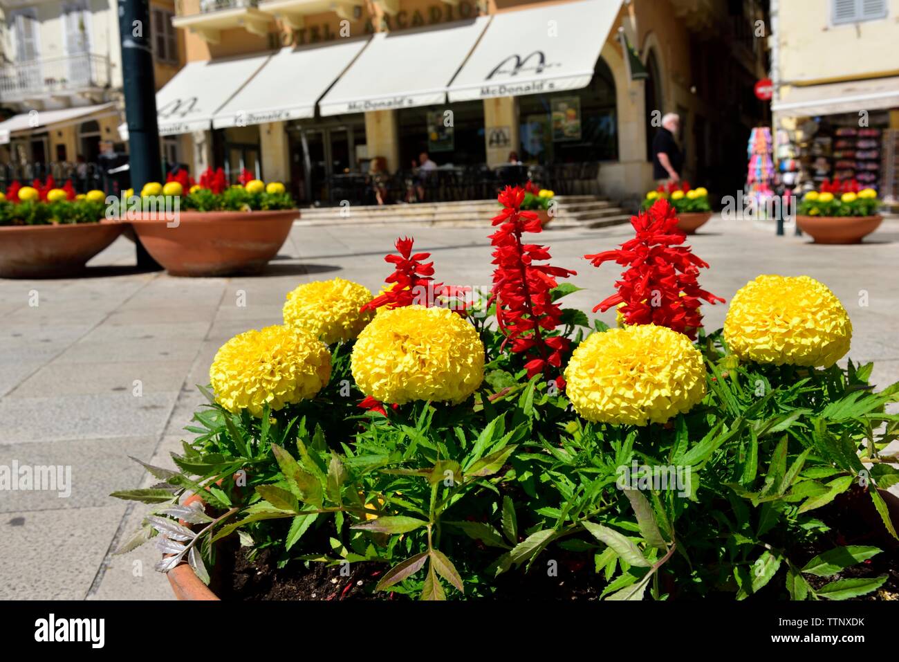 Blooming Yellow Marigolds,Tagetes,Corfu Town,Kerkyra,Greece Stock Photo