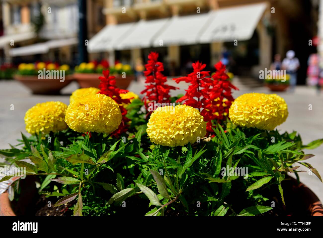 Blooming Yellow Marigolds,Tagetes,Corfu Town,Kerkyra,Greece Stock Photo