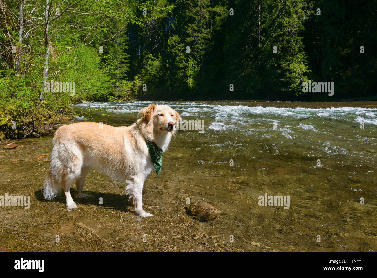 Are Dogs Allowed In Gifford Pinchot National Forest