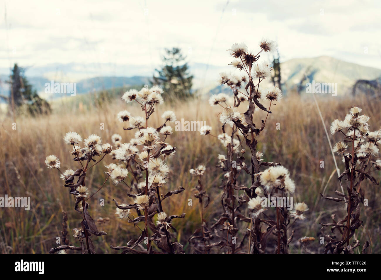 Dried wildflowers Stock Photo by ©belchonock 62562405